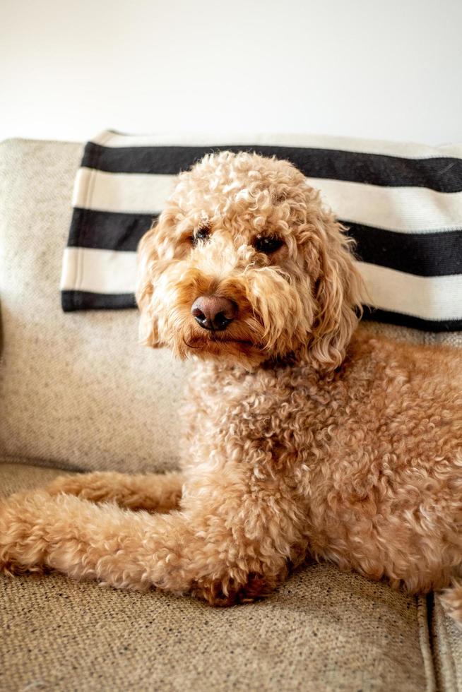 mascota perro goldendoodle foto