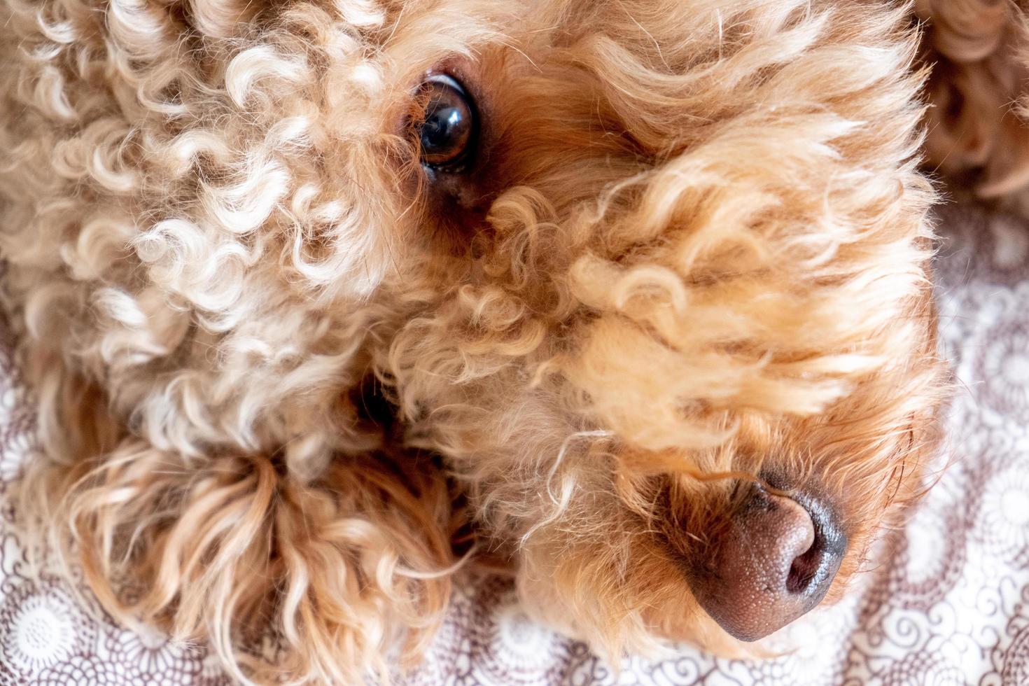 Goldendoodle dog pet photo