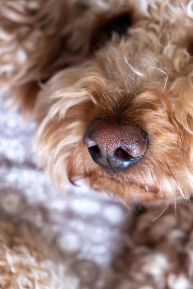 mascota perro goldendoodle foto