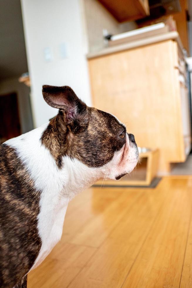 bulldog francés mascota foto