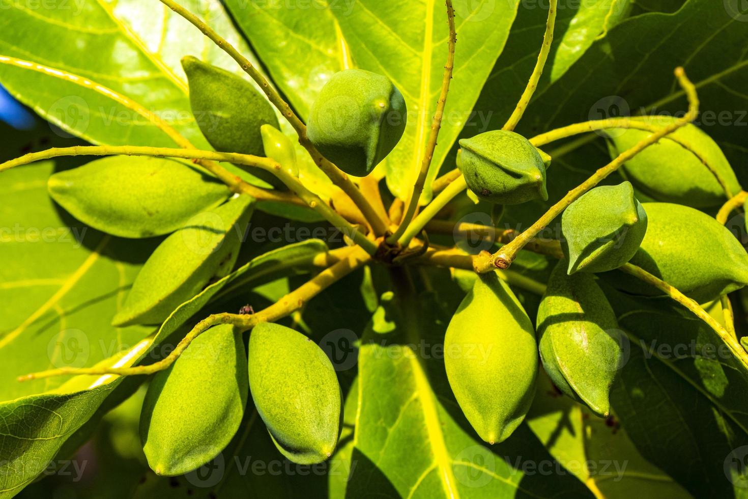 Nuts on tropical tree Terminalia catappa sea almond caribbean Mexico. photo