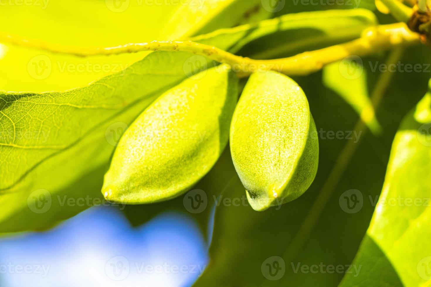 Nuts on tropical tree Terminalia catappa sea almond caribbean Mexico. photo