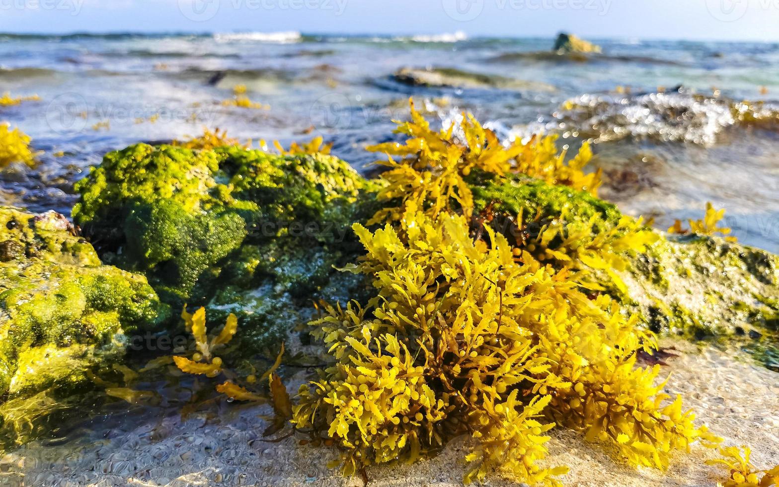 piedras rocas corales con pastos marinos en el agua en la playa de méxico. foto