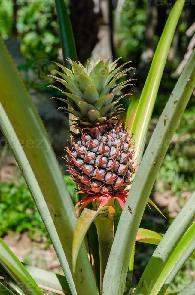 Organic Pineapple Growth in Natural Garden 18967055 Stock Photo at Vecteezy