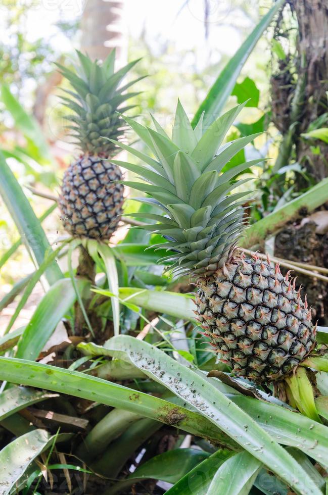 Organic Pineapple Growth in Natural Garden 18967059 Stock Photo at Vecteezy