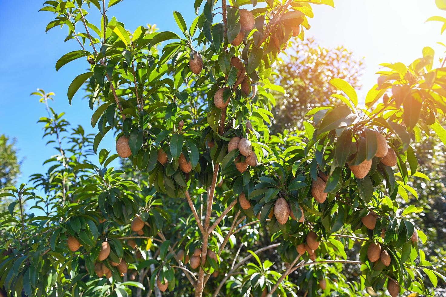 fruto de níspero en la planta del árbol de níspero en verano, ciruela de níspero en la fruta del jardín en tailandia foto