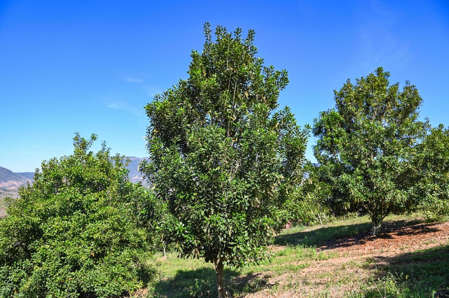 macadamia tree plant, fresh natural raw macadamia nuts in garden, planting macadamia nut fruit on mountain farmland photo