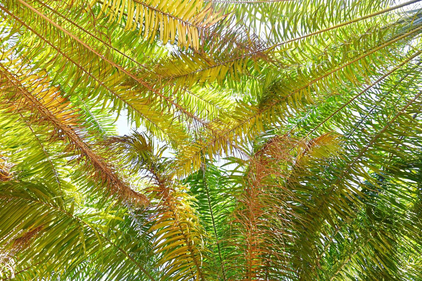 Palm leaves from palm tree in the palm garden with beautiful nature and sunlight morning sun, palm oil plantation growing up farming for agriculture - bottom view photo