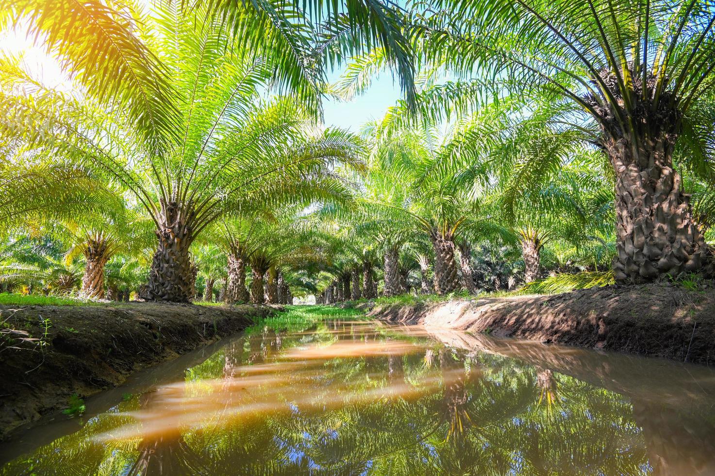 Palm tree in the palm garden with beautiful palm leaves nature and sunlight morning sun, palm oil plantation growing up farming for agriculture, Asia photo