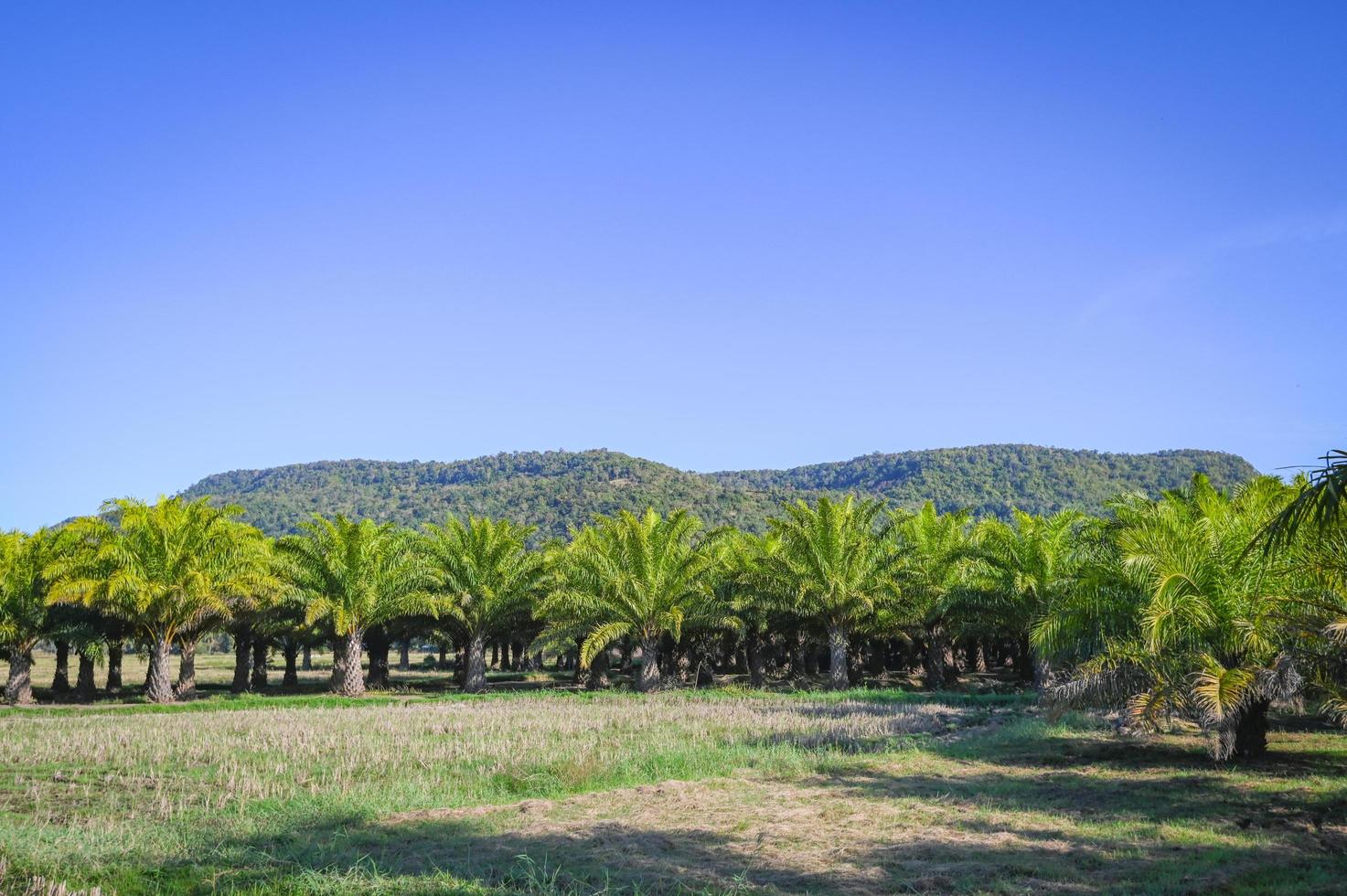 Palm tree in the palm garden mountain hill background, nature and sunlight morning sun, palm oil plantation growing up farming for agriculture, Asia photo