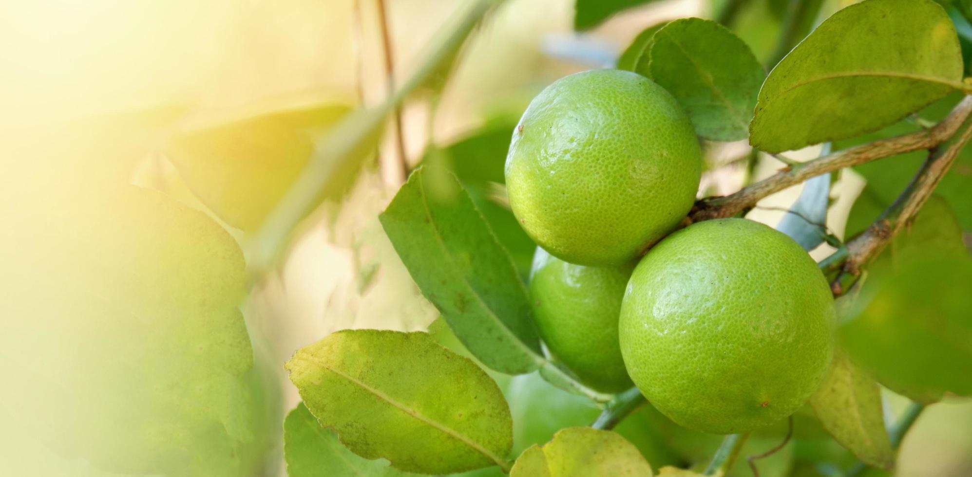 limón, lima - limas verdes en un árbol, cítricos de lima fresca en la granja del jardín agrícola con fondo verde natural borroso en verano foto