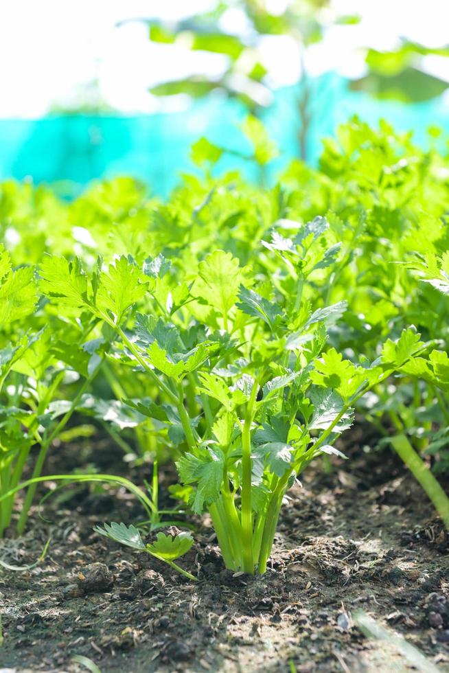 Celery leaf vegetable farm soil vegetable garden, organic vegetable gardening with fresh vegetable celery leaf planting , in the greenhouse garden eco friendly gardening nature plant photo