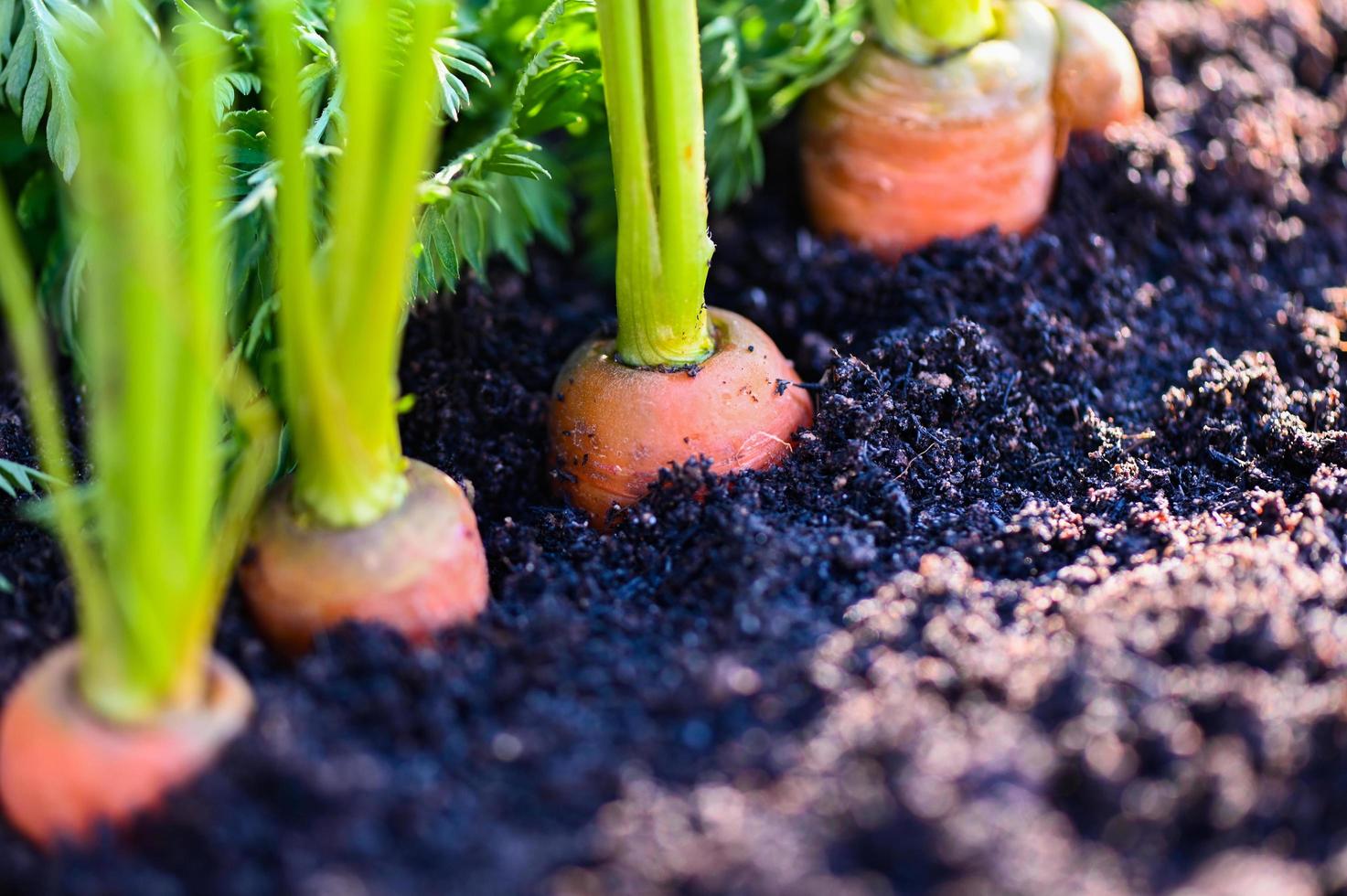 zanahorias que crecen en el suelo granja orgánica zanahoria en el suelo, zanahorias frescas que crecen en el campo de zanahorias vegetales crecen en el jardín cosecha producto agrícola naturaleza foto