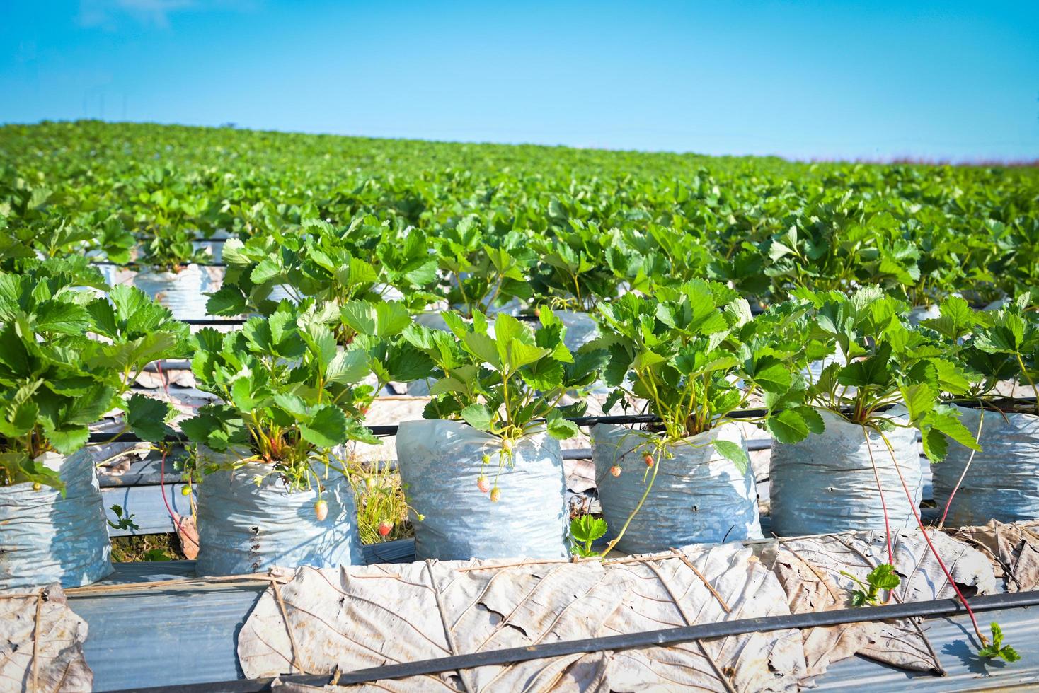 campo de fresas verdes en la montaña de la colina, granja de plantas de fresas en maceta, campo de fresas para cosechar fresas jardín fruta planta de fresas árbol en verano foto