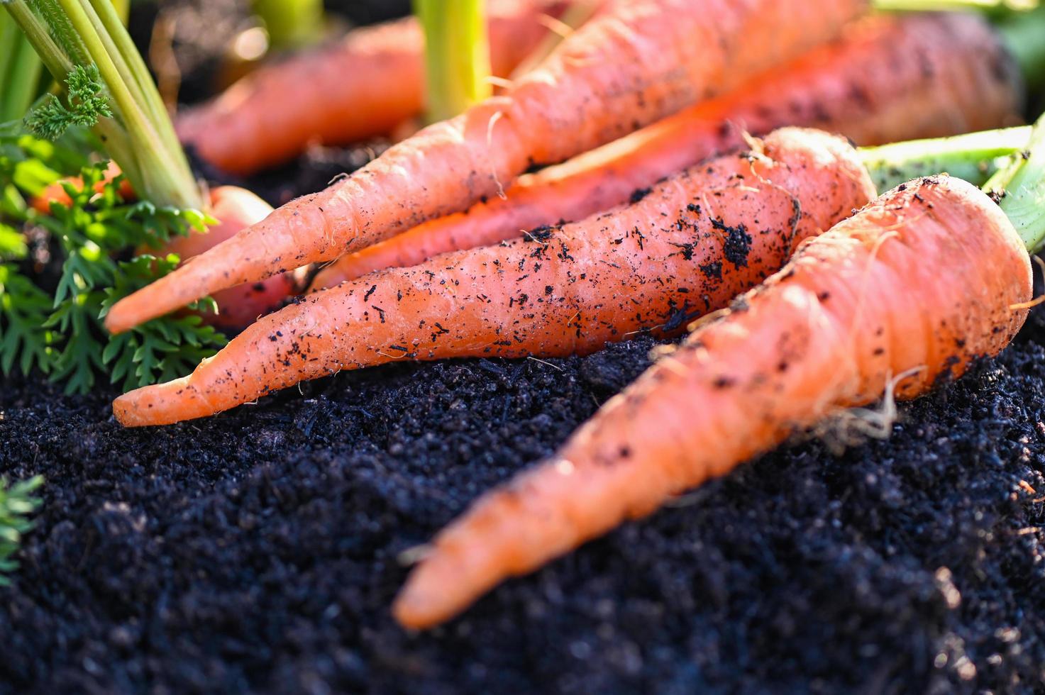 carrot on ground , fresh carrots growing in carrot field vegetable grows in the garden in the soil organic farm harvest agricultural product nature photo