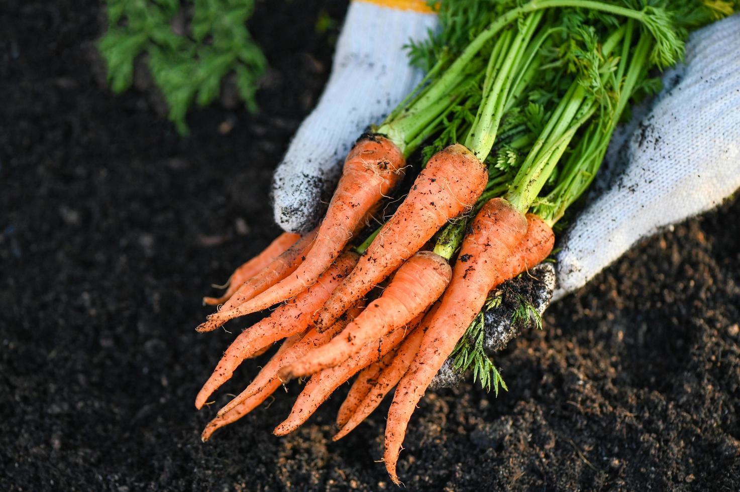 carrot on ground with hand holding, fresh carrots growing in carrot field vegetable grows in the garden in the soil organic farm harvest agricultural product nature photo