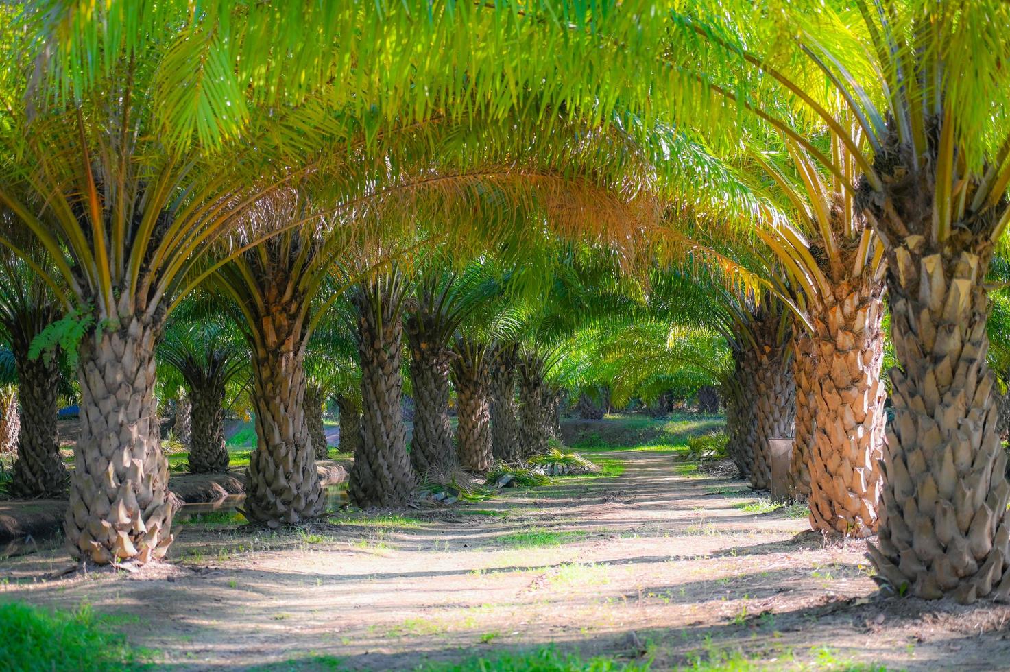 Tunnel plants palm tree in the palm garden with beautiful palm leaves nature and sunlight morning sun, palm oil plantation growing up farming for agriculture, Asia photo