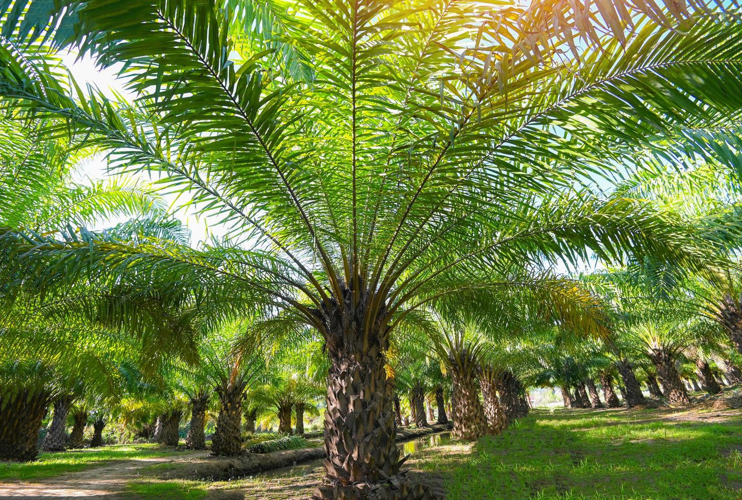 Palm tree in the palm garden with beautiful palm leaves nature and sunlight morning sun, palm oil plantation growing up farming for agriculture, Asia photo