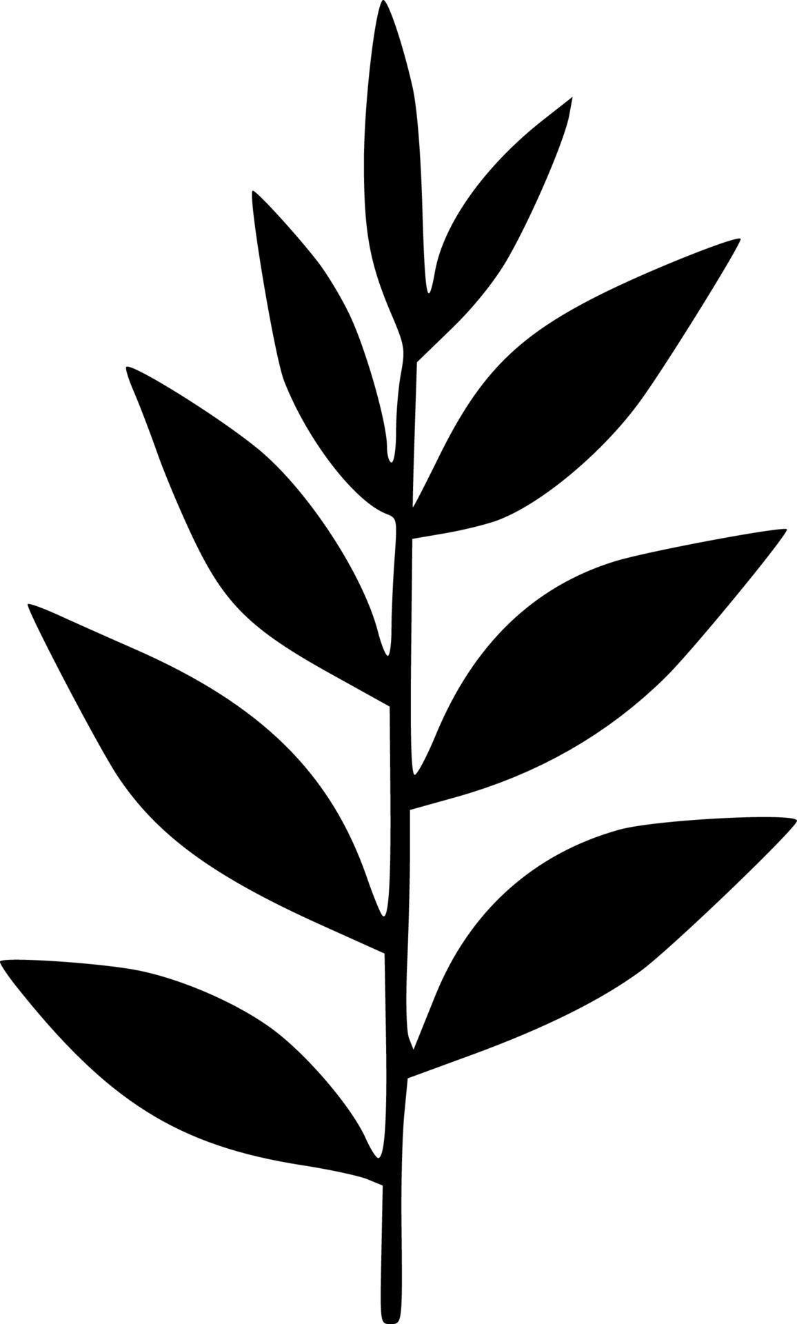 black and white of leaf plant 18969308 Vector Art at Vecteezy