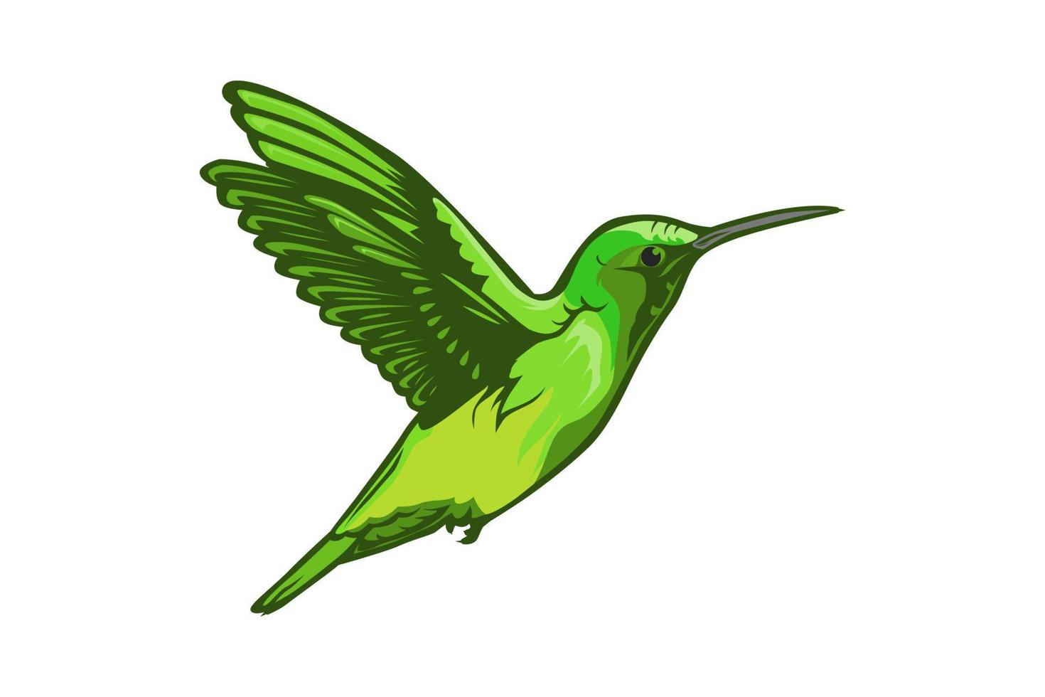 colibrí verde ilustración vectorial vector