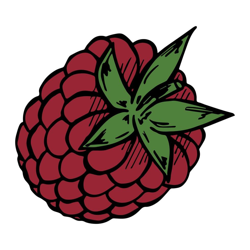 Vector raspberry clipart. Hand drawn berry icon. Fruit illustration. For print, web, design, decor, logo.