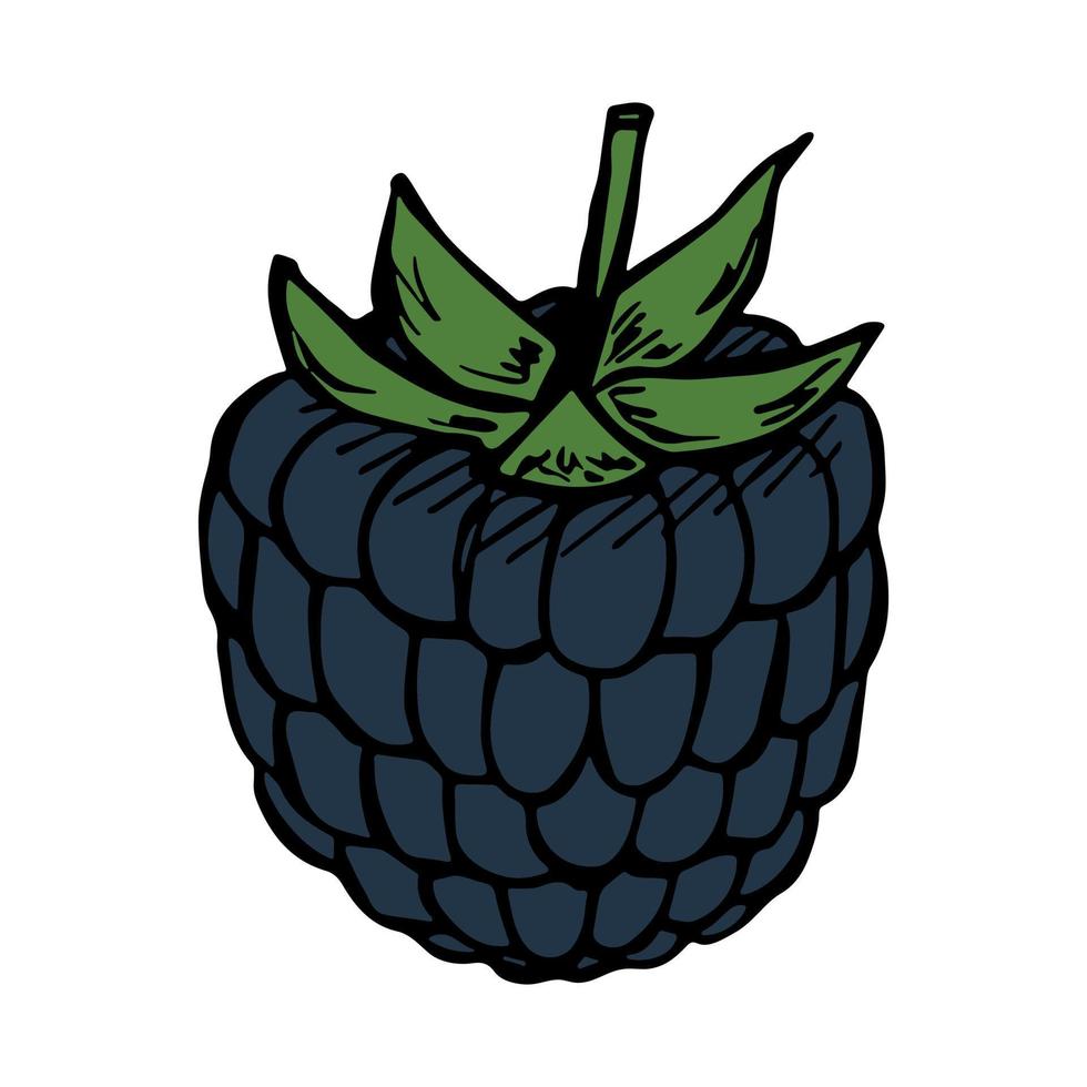 imágenes prediseñadas de mora vectorial. icono de baya dibujado a mano. ilustración de frutas para impresión, web, diseño, decoración, logotipo. vector