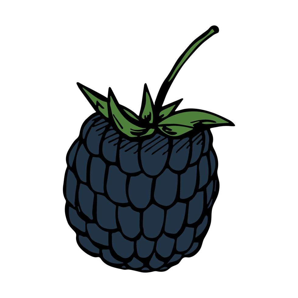 Vector blackberry clipart. Hand drawn berry icon. Fruit illustration. For print, web, design, decor, logo.