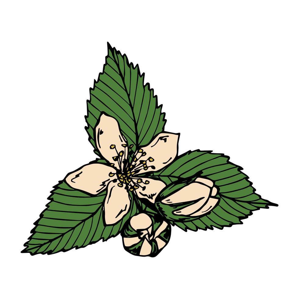 Vector raspberry flowers and leaves clipart. Hand drawn plant illustration. For print, web, design, decor, logo.