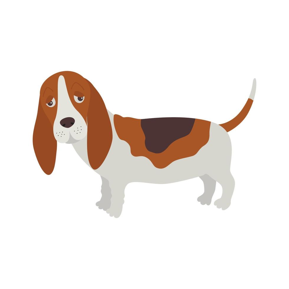 Dog Basset Hound vector