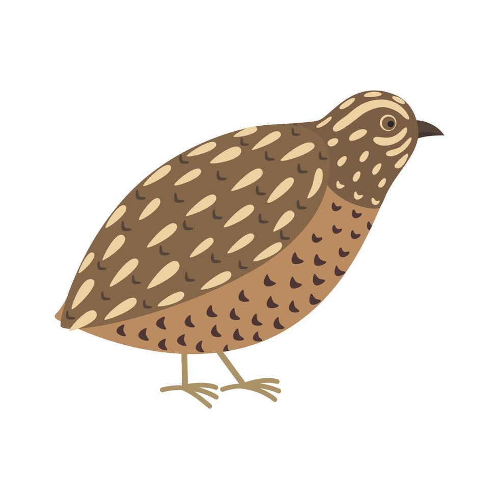 Quail bird illustration vector