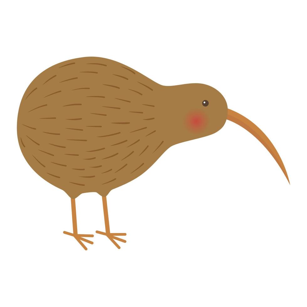 bird kiwi illustration vector