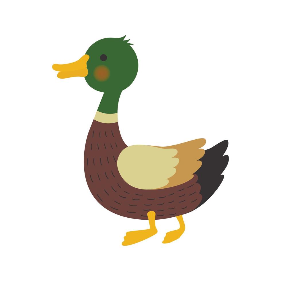 mallard duck illustration vector