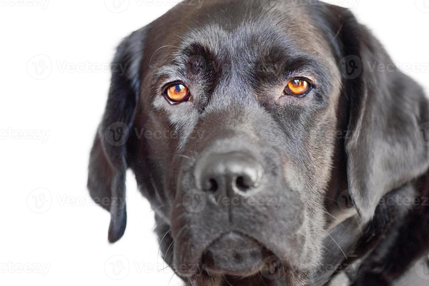 perro negro aislado en blanco. labrador retriever con retrato de ojos marrones. una mascota, un animal. foto