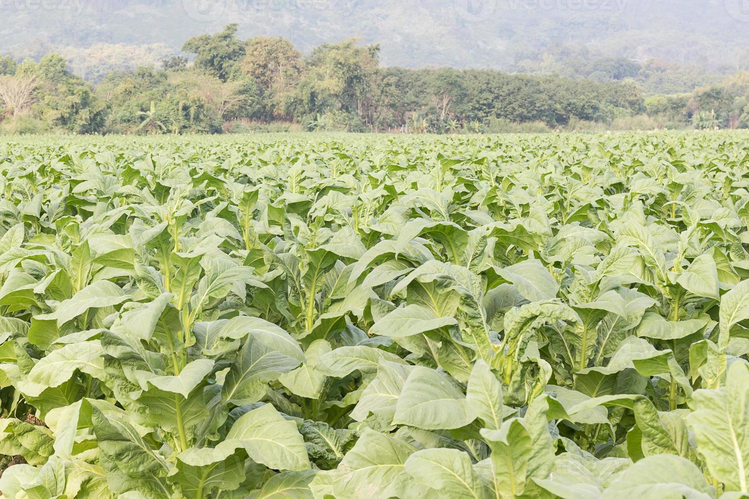 Field of Nicotiana tabacum photo