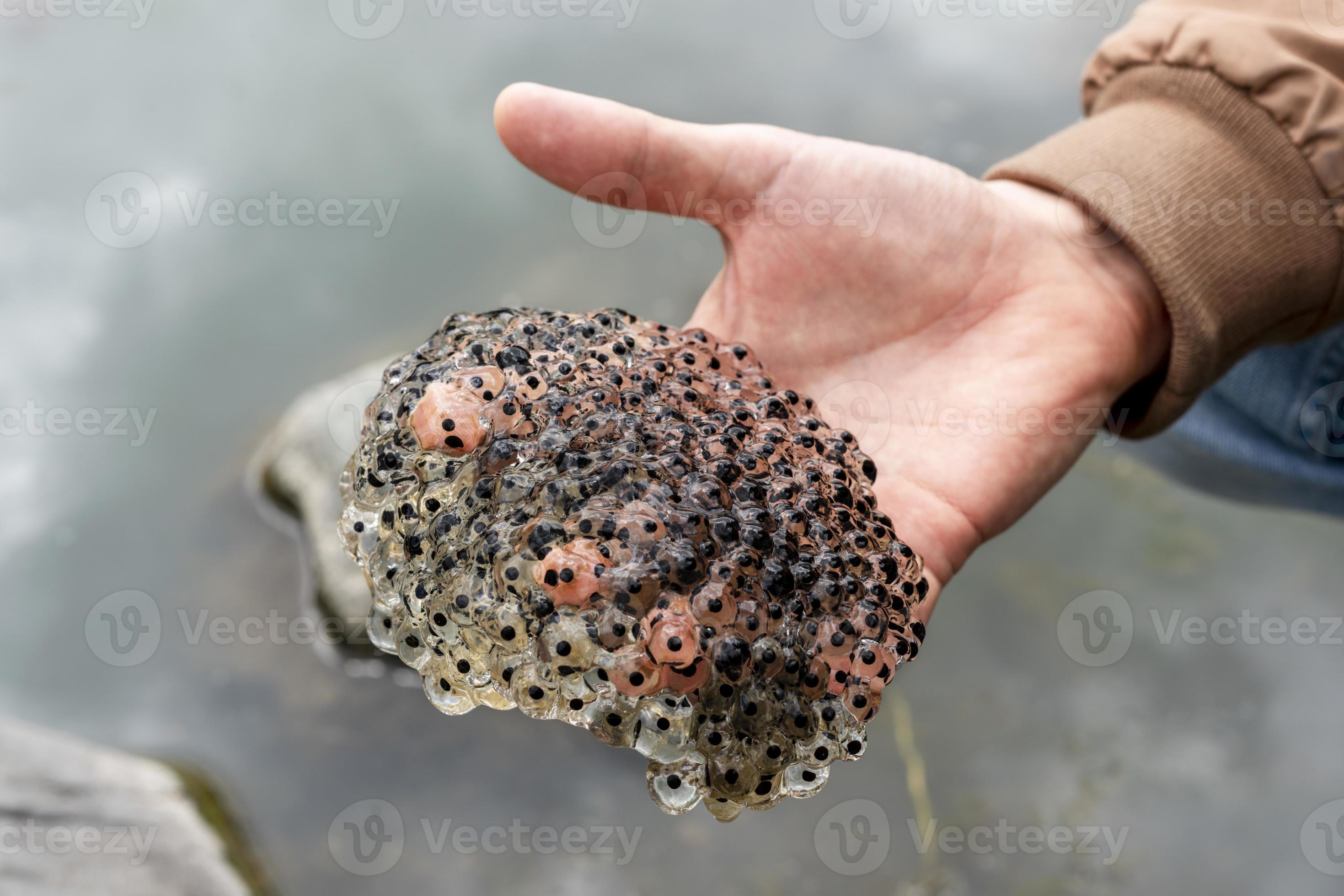 frog or toad eggs laying in human hand all against water of pond in