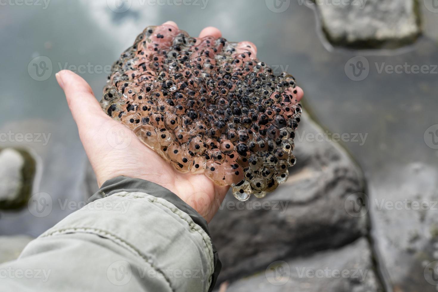 frog or toad eggs laying in human hand all against water of pond in mating season of amphibians ecology zoology concept natural phenomenon biological process photo