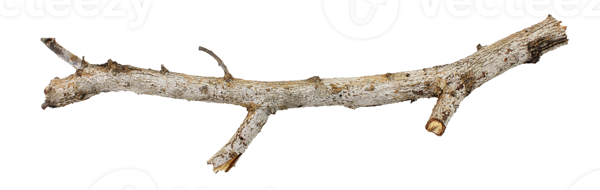 tree branch stick png