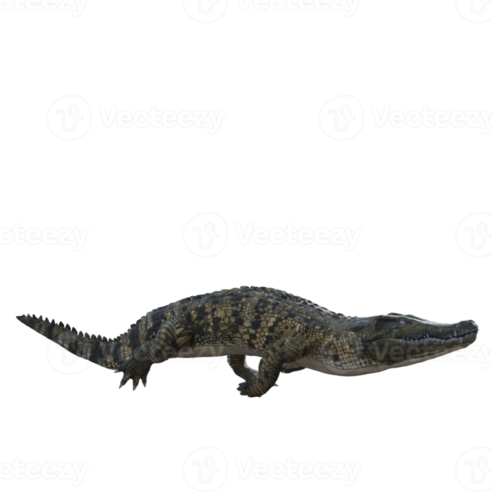 crocodilo da vida selvagem isolado 3d render png