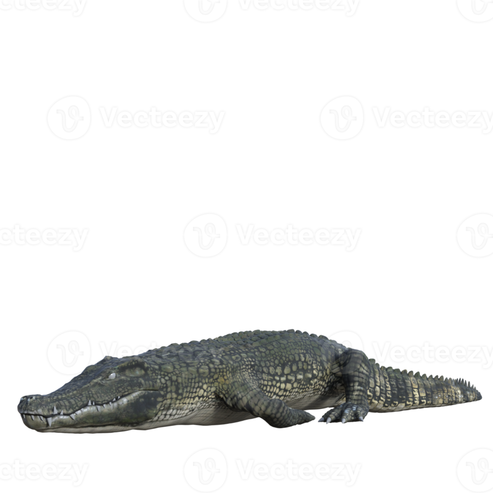 crocodile de la faune rendu 3d isolé png