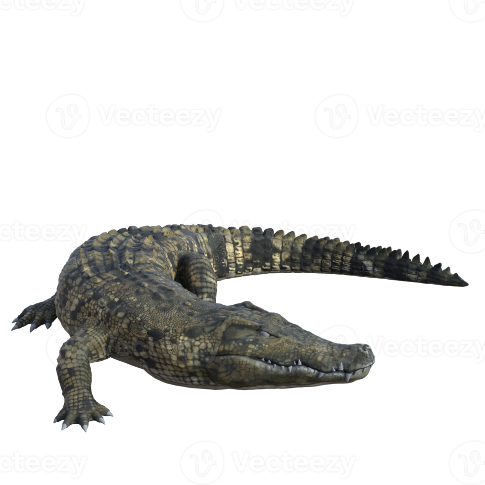 Wildlife crocodile isolated 3d render png