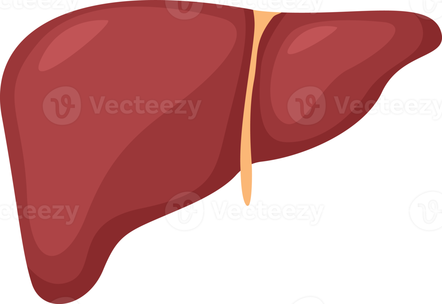 Liver . Internal organs of human . png