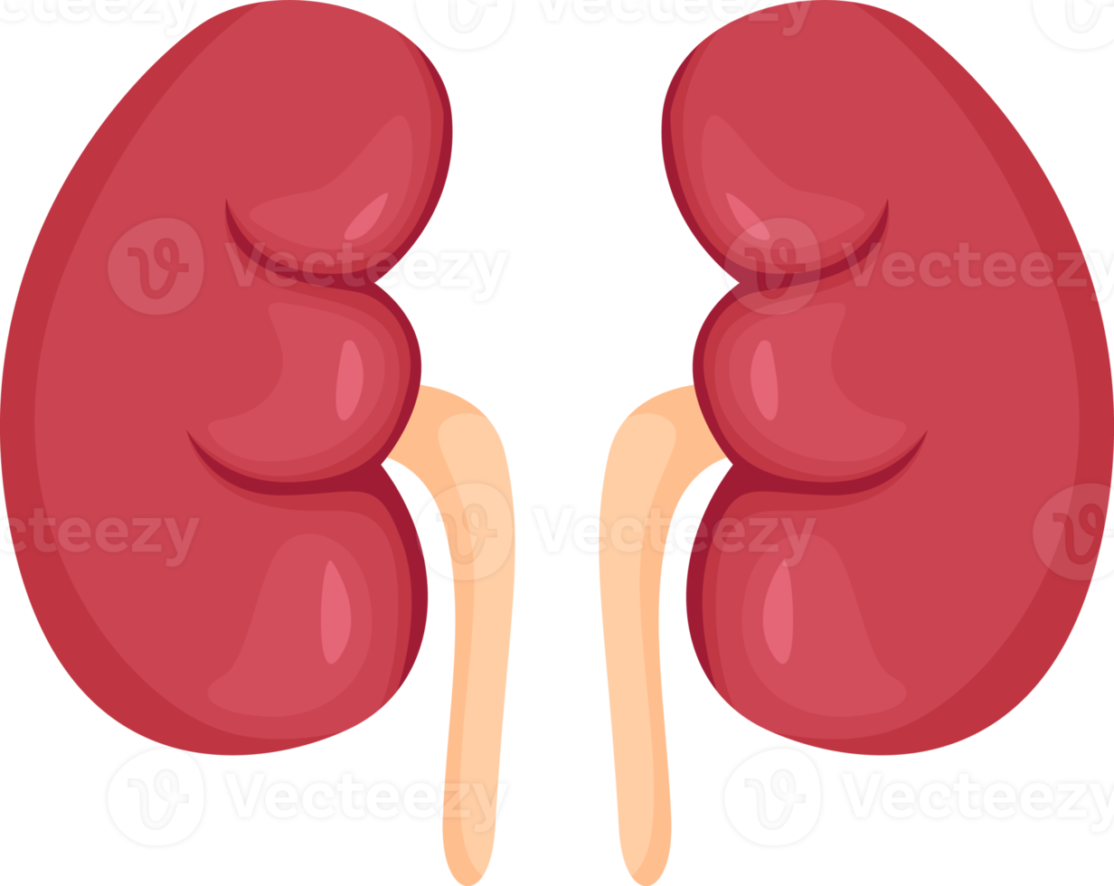 Kidney . Internal organs of human . png