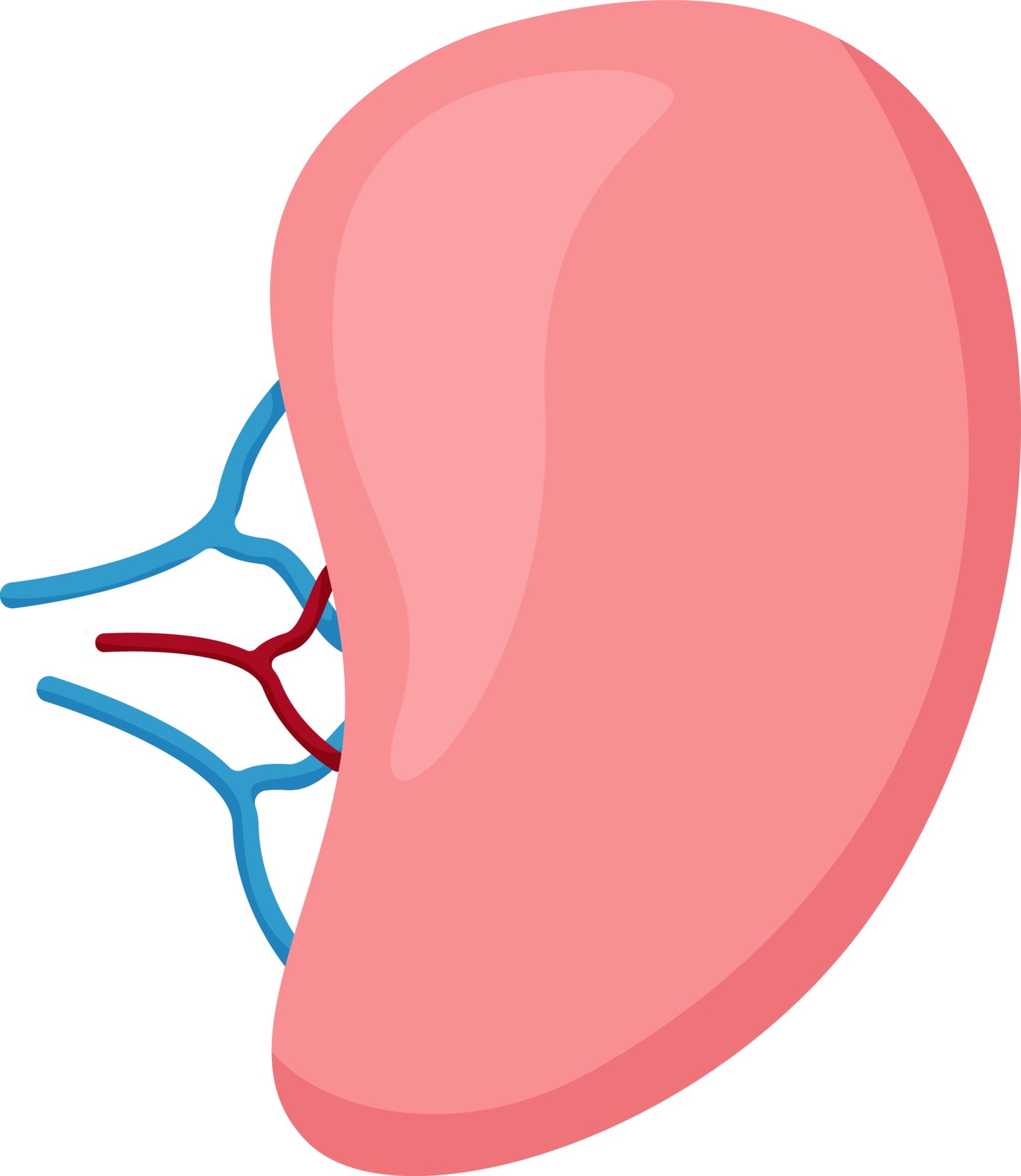 Spleen . Internal organs of human . 18972032 PNG