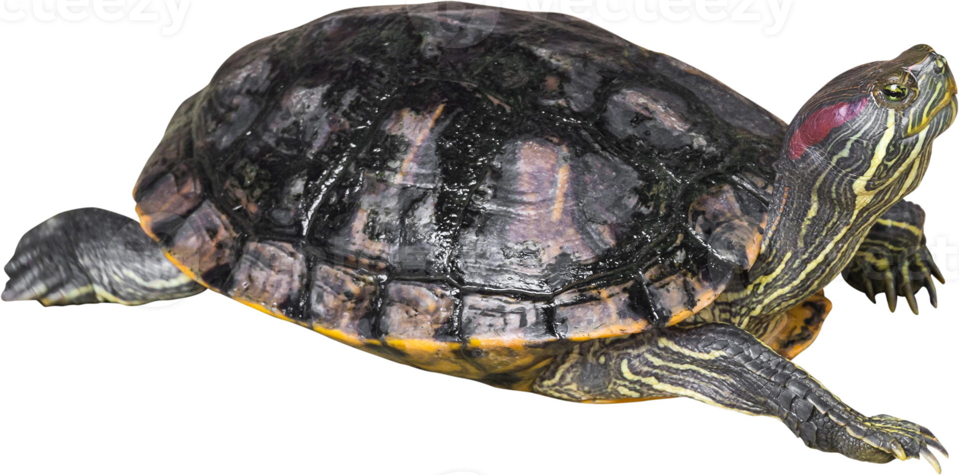 Red eared slider turtle  Trachemys scripta elegans  is creeping and raise one's head png