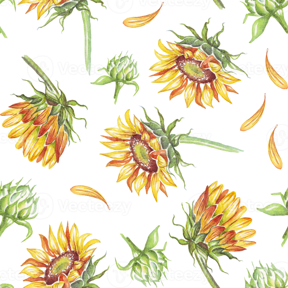 Sunflower. Seamless pattern. Watercolor illustration. Hand-painted png