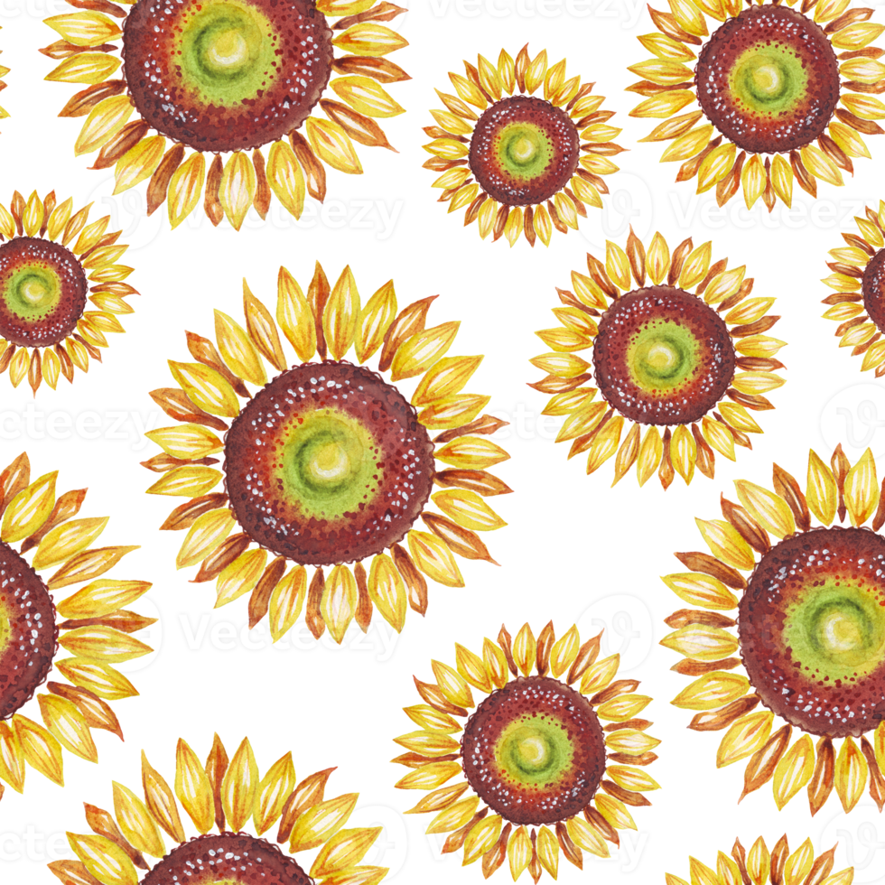 Sunflower. Seamless pattern. Watercolor illustration. Hand-painted png