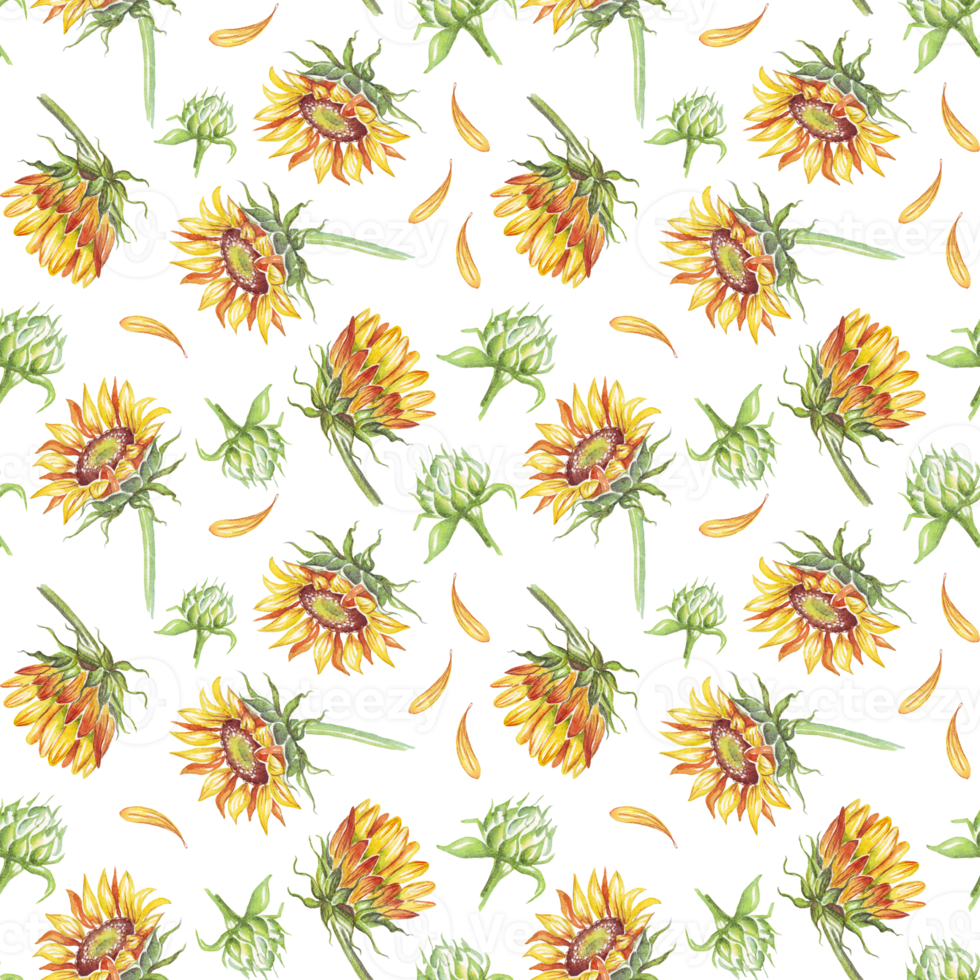 Sunflower. Seamless pattern. Watercolor illustration. Hand-painted png