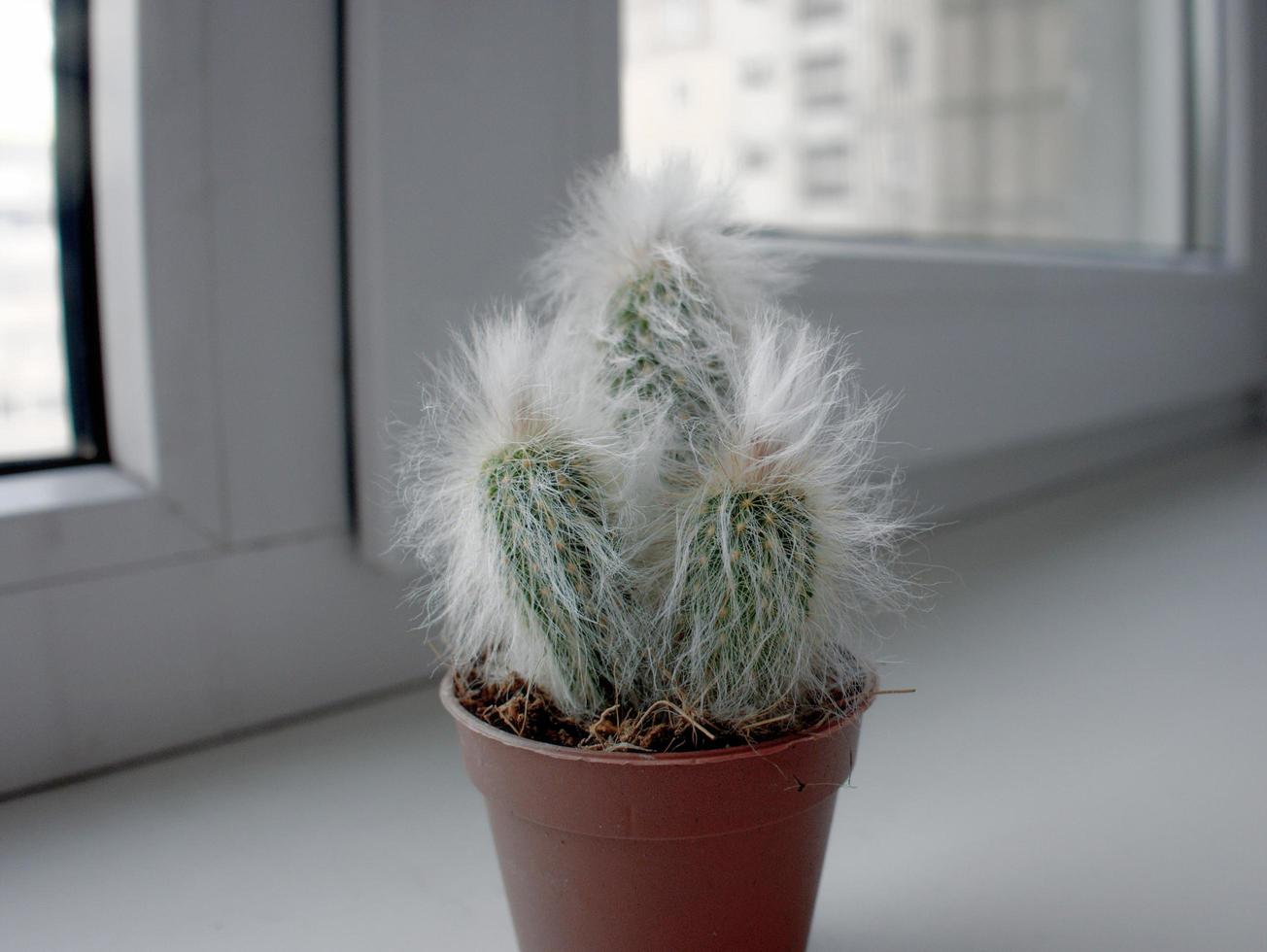Fluffy espostoa cactus in an orange pot on a windowsill photo