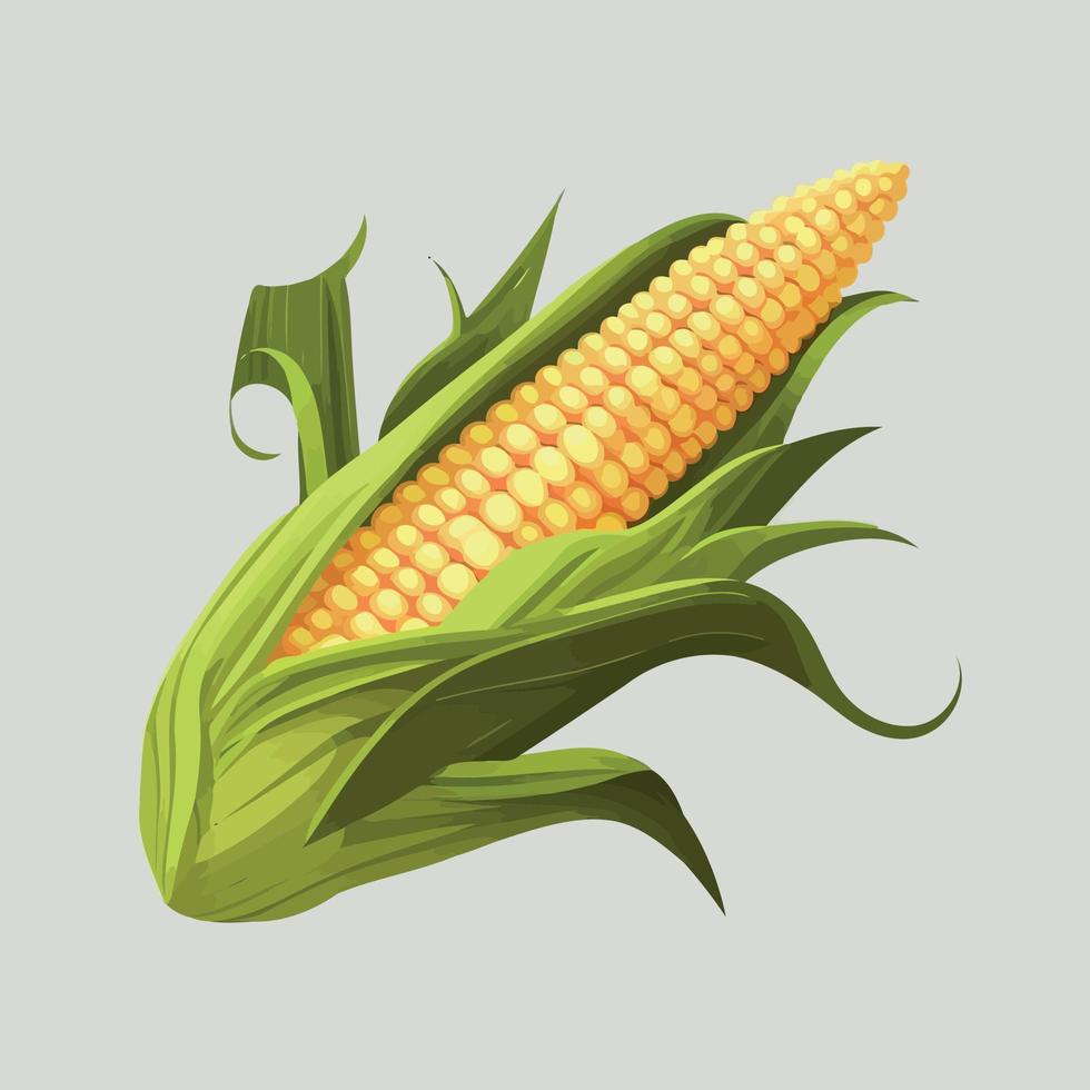 maíz maduro en la mazorca de alimentos vegetales vector