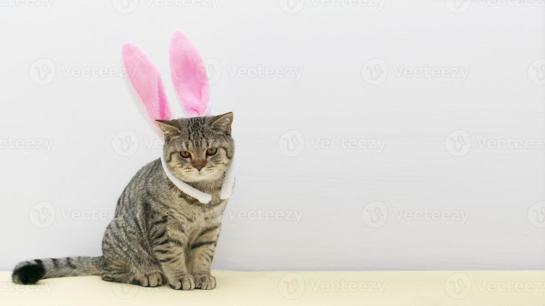Beautiful small scottish straight kitten sitting with colored easter ears on grey background. photo